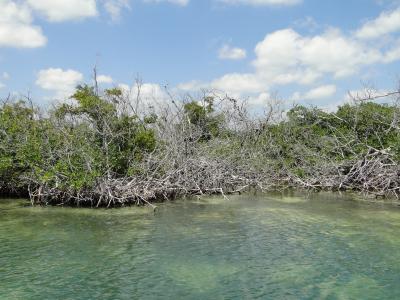 mangroves